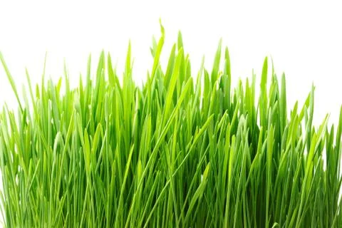 Grass Stock Photos