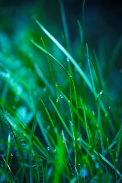 Grass Stock Photos