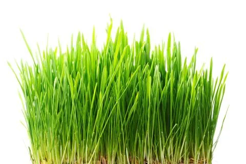 Grass Stock Photos
