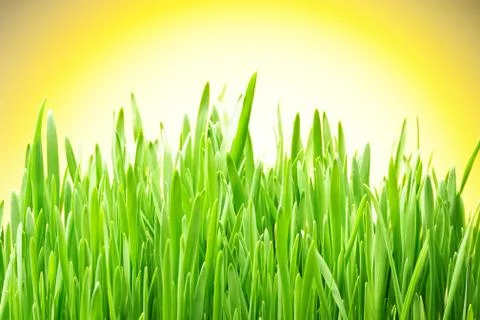 Grass Stock Photos