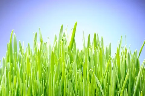 Grass Stock Photos