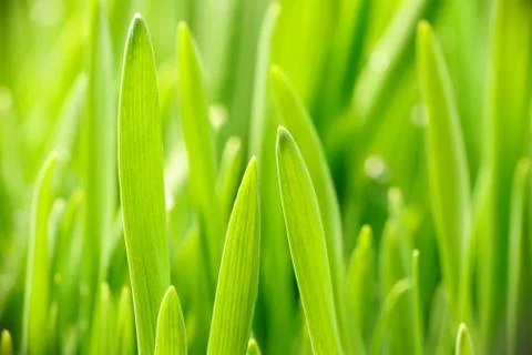 Grass Stock Photos