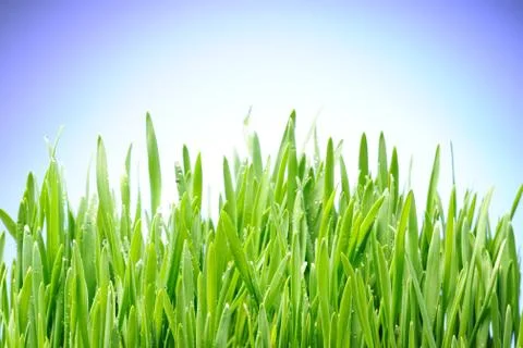 Grass Stock Photos