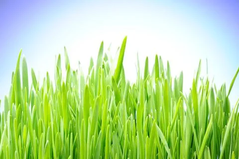 Grass Stock Photos