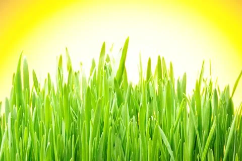 Grass Stock Photos