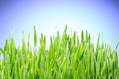 Grass Stock Photos