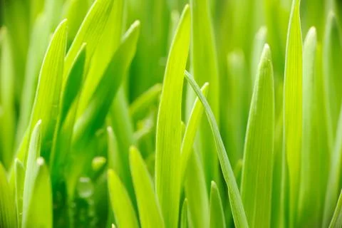 Grass Stock Photos