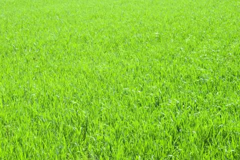 Grass Foto stock