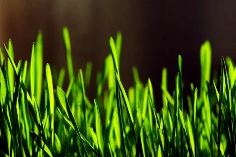 Grass Stock Photos