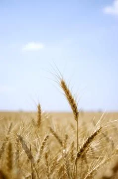 Grass Stock Photos