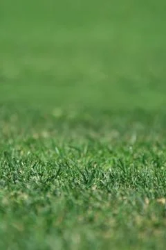 Grass Stock Photos