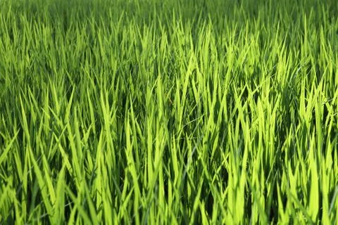 Grass Stock Photos