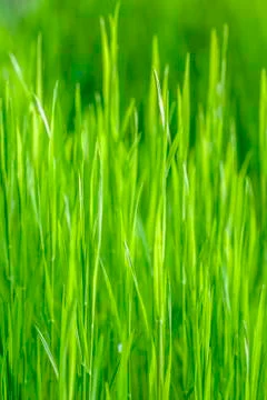 Grass Stock Photos
