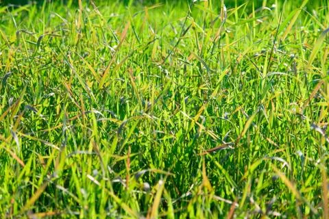 Grass Stock Photos