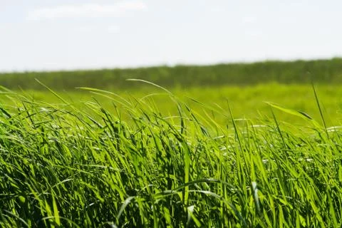 Grass Stock Photos