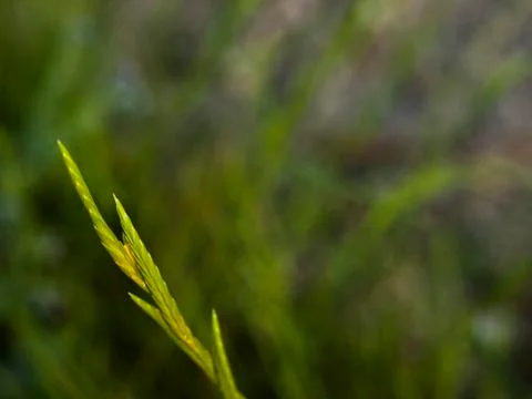 Grass 스톡 사진