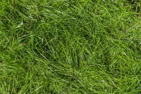 Grass Stock Photos
