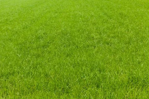 Grass Stock Photos