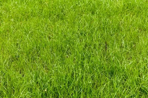 Grass Stock Photos