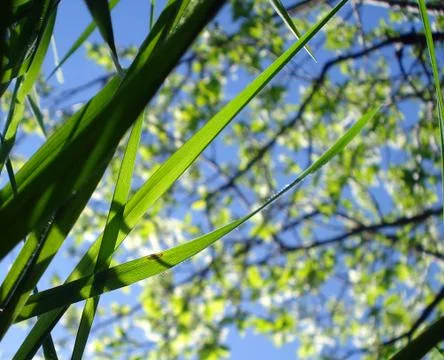 In the grass Stock Photos