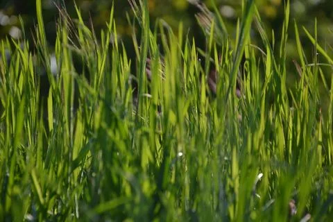Grass Stock Photos