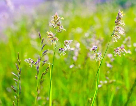Grass Stock Photos