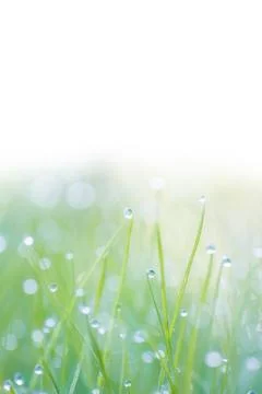 In the grass Stock Photos