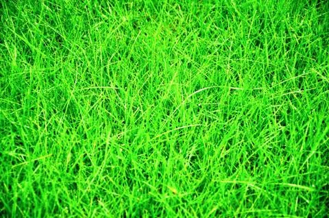 Grass Stock Photos