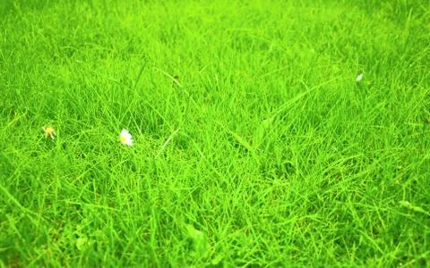 Grass 写真素材
