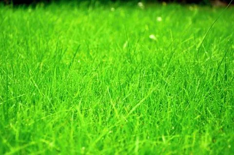 Grass Stock Photos