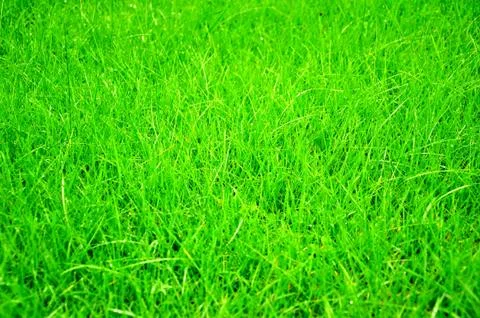 Grass Stock Photos
