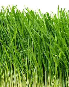 Grass Stock Photos