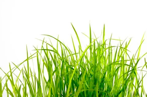Grass Stock Photos