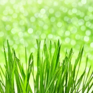 Grass Stock Photos