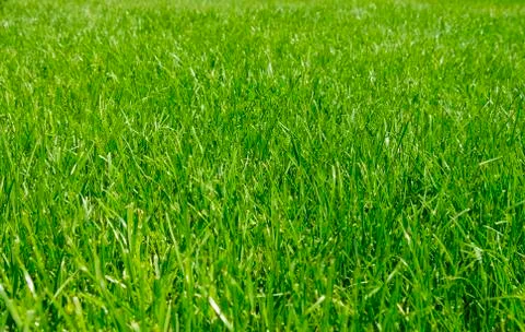 Grass Stock Photos