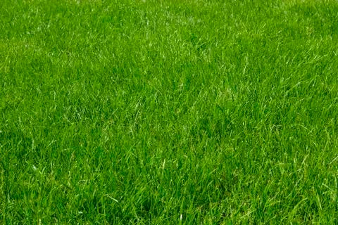 Grass Stock Photos