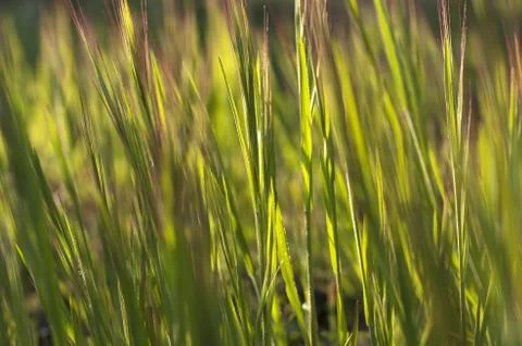 Grass Foto stock