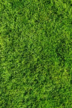Grass Stock Photos