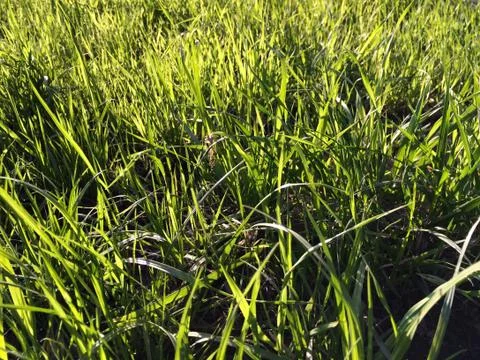 Grass Stock Photos
