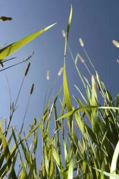 Grass Stock Photos