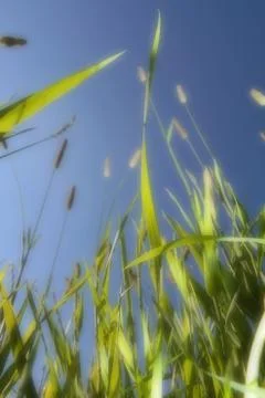 Grass Stock Photos