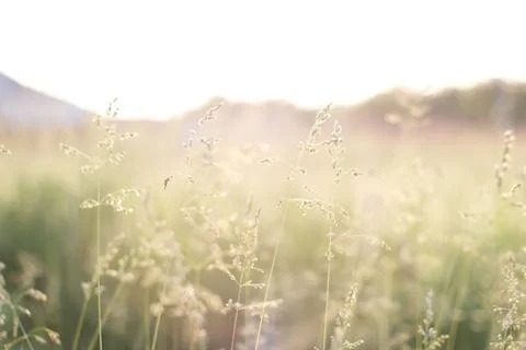 The grass. Foto stock