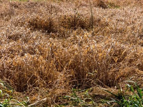 Grass. 스톡 사진