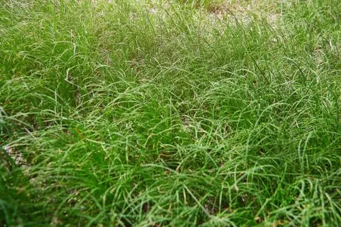 Grass Stock Photos