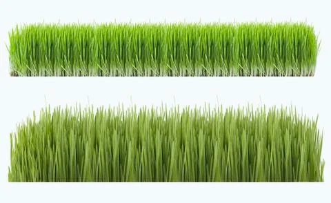 Grass Stock Photos