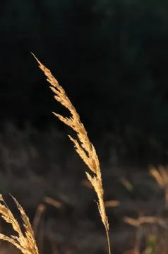 A grass. Stock Photos