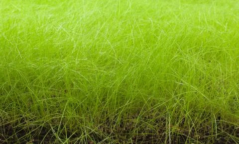 Grass Fotos de archivo