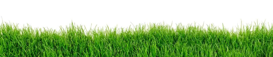 Grass Stock Photos