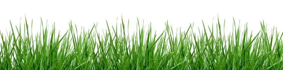 Grass Stock Photos