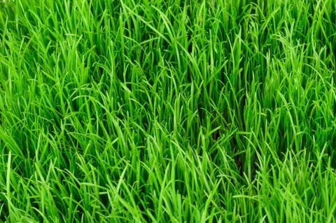 Grass Stock Photos